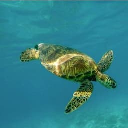 Cover image of the case