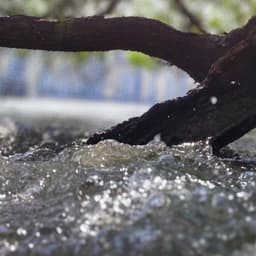 Cover image of the case