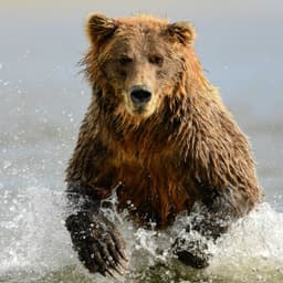 Cover image of the case