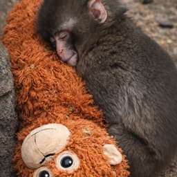 Cover image of the case